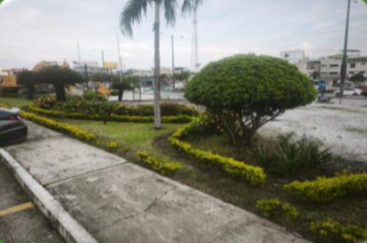 Mantenimiento de arbustos en acceso vehicular