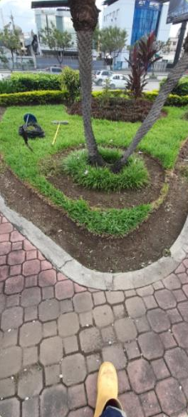 Cuidado y limpieza de palmeras