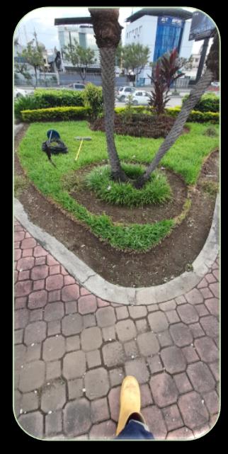 Cuidado de palmeras y áreas verdes